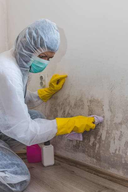 Best Mold Documentation for Insurance Claims  in Preston, MN